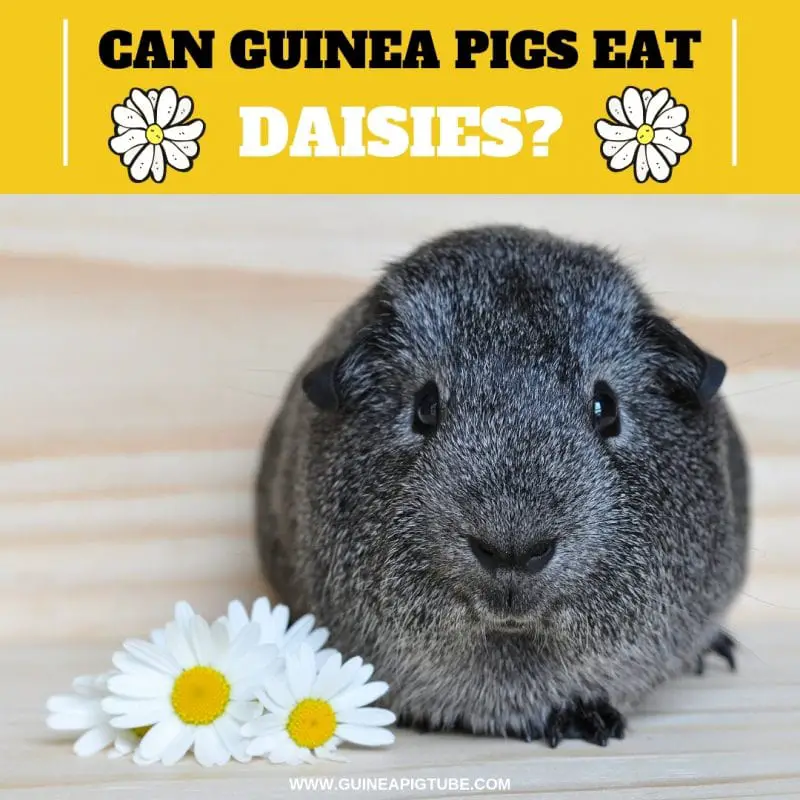 Can Guinea Pigs Eat Daisies? Guinea Pig Tube
