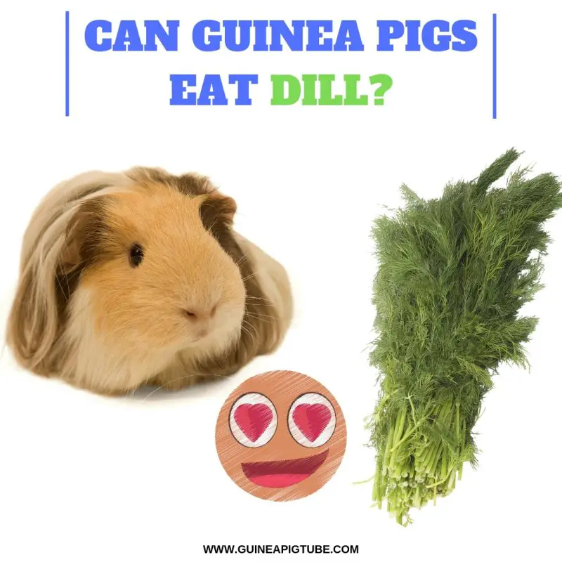 Can Guinea Pigs Eat Dill? - Guinea Pig Tube