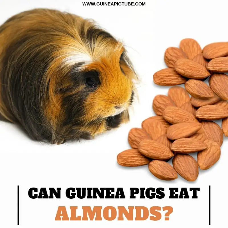 Can Guinea Pigs eat Almonds
