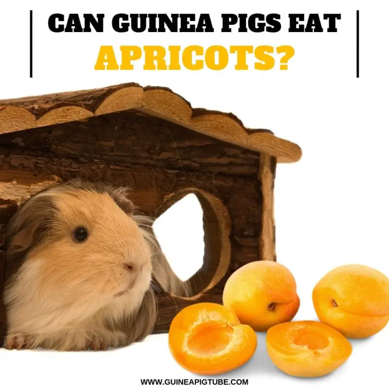 Can Guinea Pigs eat Apricots