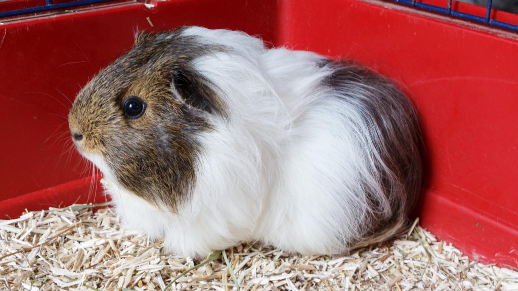 Can You Litter Train a Guinea Pig