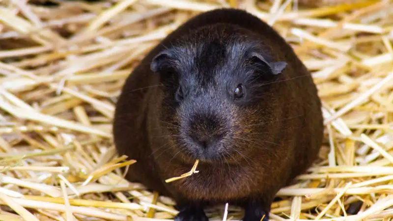 Do You Need to Buy a Litter Pan for Your Guinea Pig