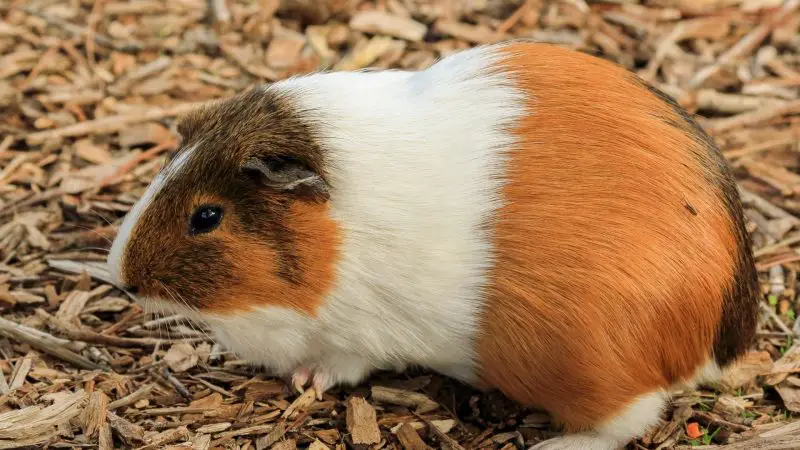 Everything You Need to Know About Guinea Pig Litter Boxes