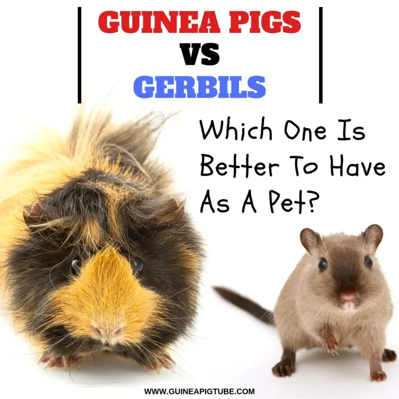Guinea Pigs Vs. Gerbils Which One Is Better To Have As A Pet