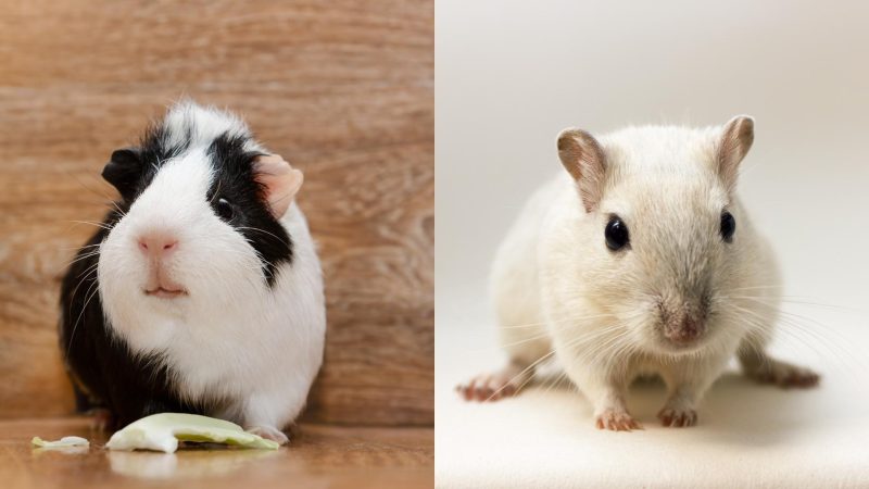 Guinea Pigs vs. Gerbils - A Detailed Comparison