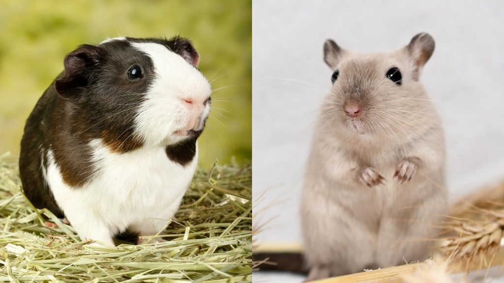 Guinea Pigs vs. Gerbils - Monthly Expenses and Other Expenses