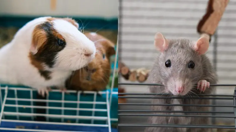 Guinea Pigs vs. Rats - Cost