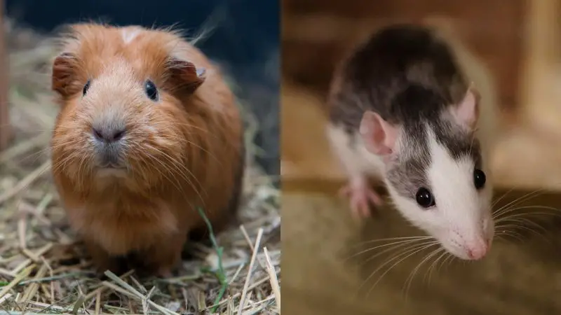 Guinea Pigs vs. Rats - Life Span