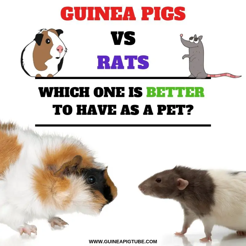 Guinea Pigs vs. Rats Which One Is Better to Have as a Pet
