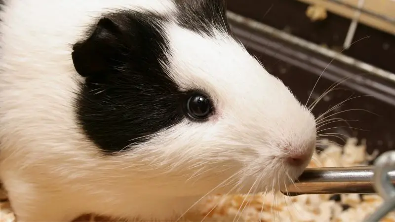 How Much Water Do Guinea Pigs Need Every Day