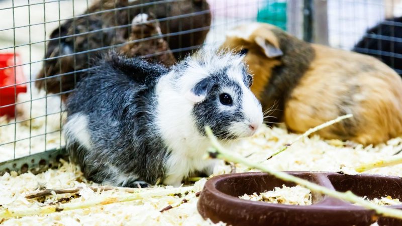 How Often Should You Refill and Clean a Guinea Pig Food Bowl