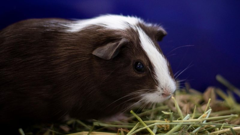 Is Alfalfa Hay Bad for Guinea Pigs