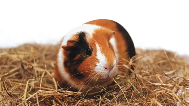 Is Alfalfa Hay Good for Guinea Pigs