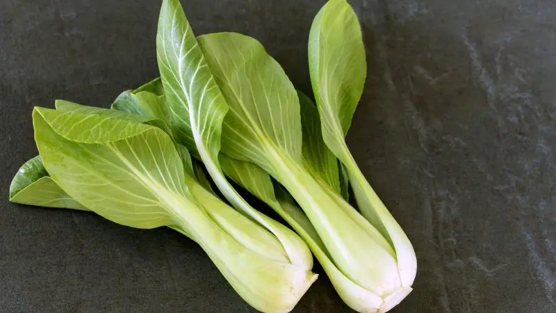 Is Bok Choy Bad for Guinea Pigs