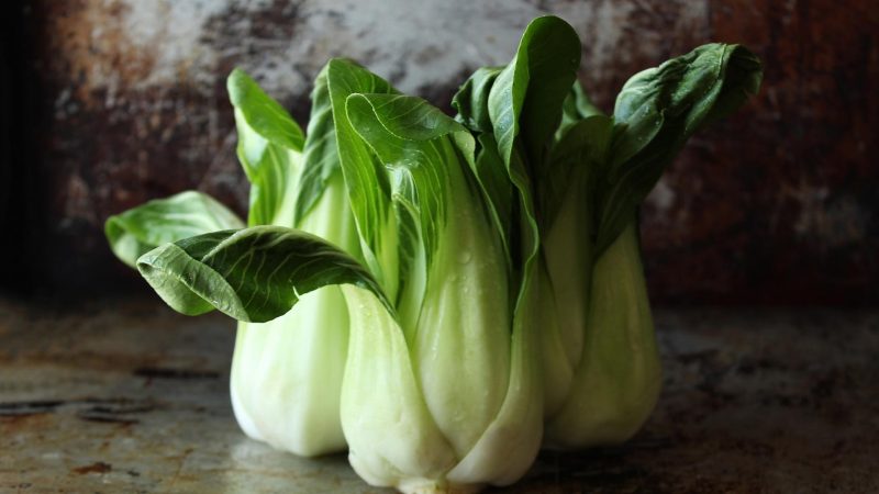 Is Bok Choy Good for Guinea Pigs