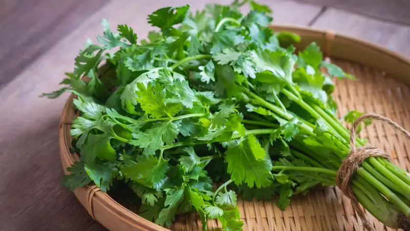 Is Cilantro Bad for Guinea Pigs