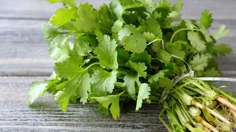 Is Cilantro Good for Guinea Pigs