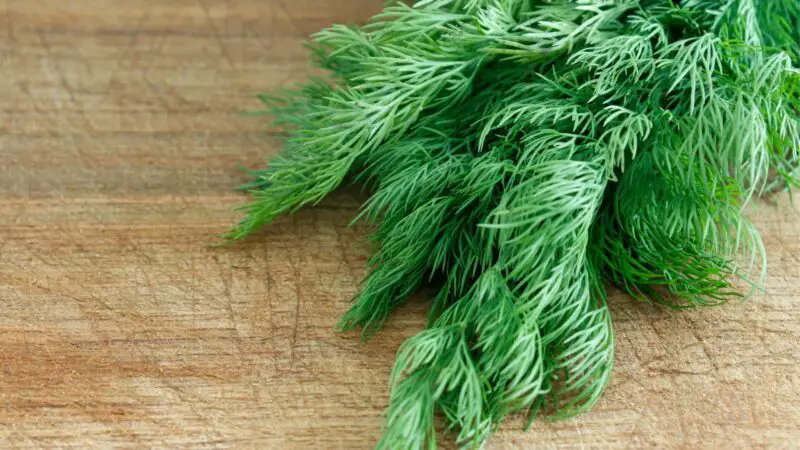 Is Dill Bad for Guinea Pigs