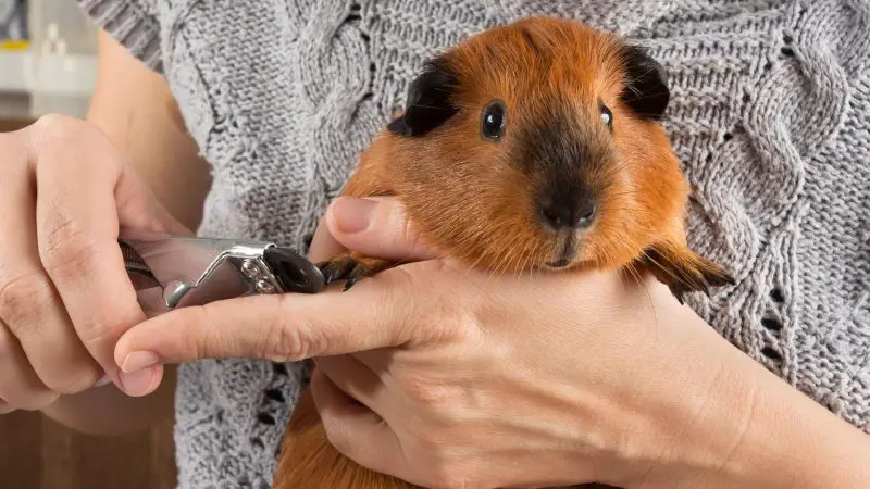 Nail Trimming