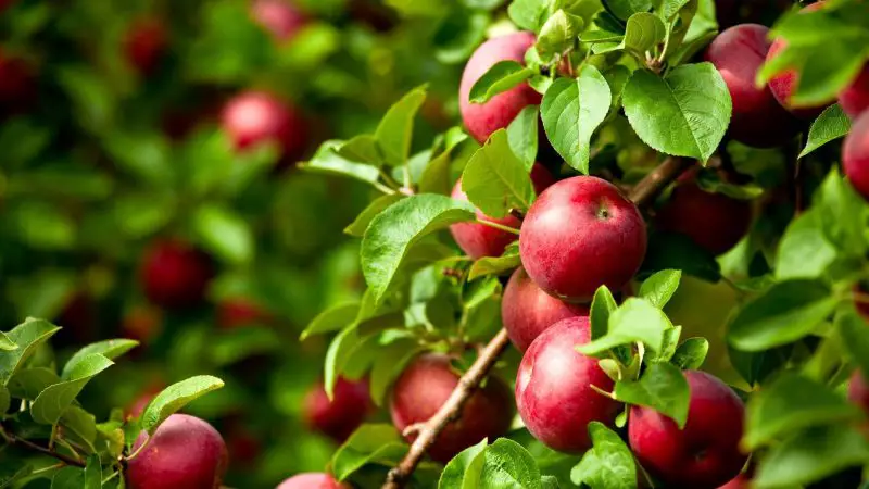 Nutrition Facts of Apple Tree Leaves