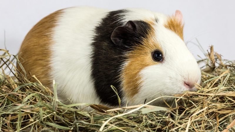 Quick Facts on Alfalfa Hay and Guinea Pigs