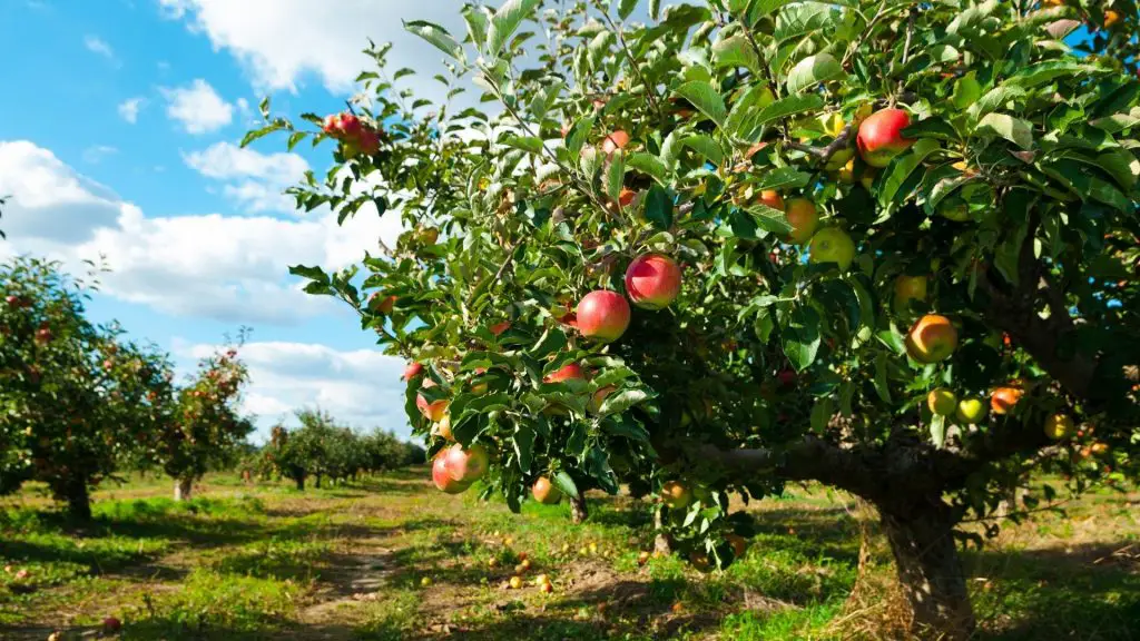 Quick Facts on Apple Tree Leaves