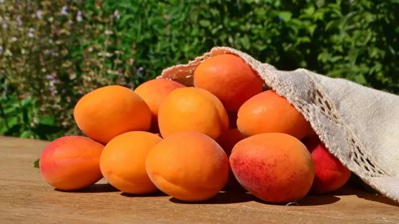 Quick Facts on Apricots