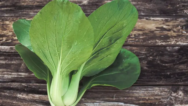 Quick Facts on Bok Choy and Guinea Pigs