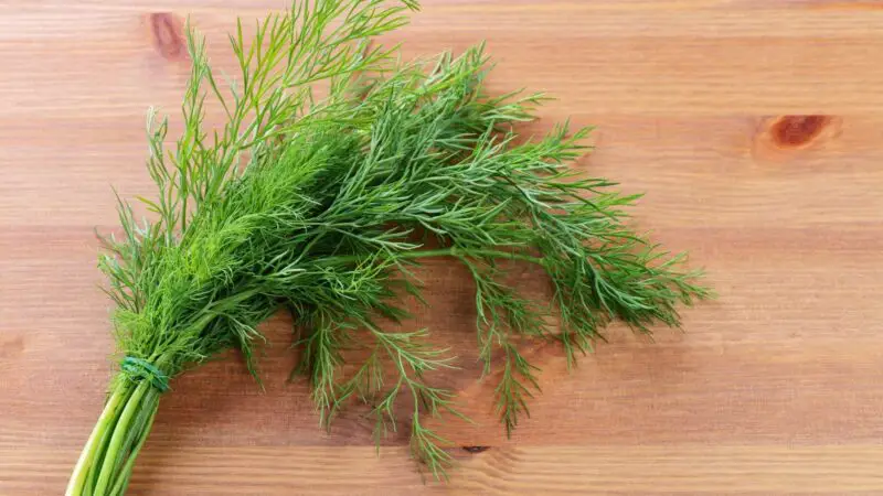 Quick Facts on Dill and Guinea Pigs