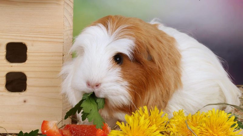 Recommended Food for Guinea Pig’s Dental Health