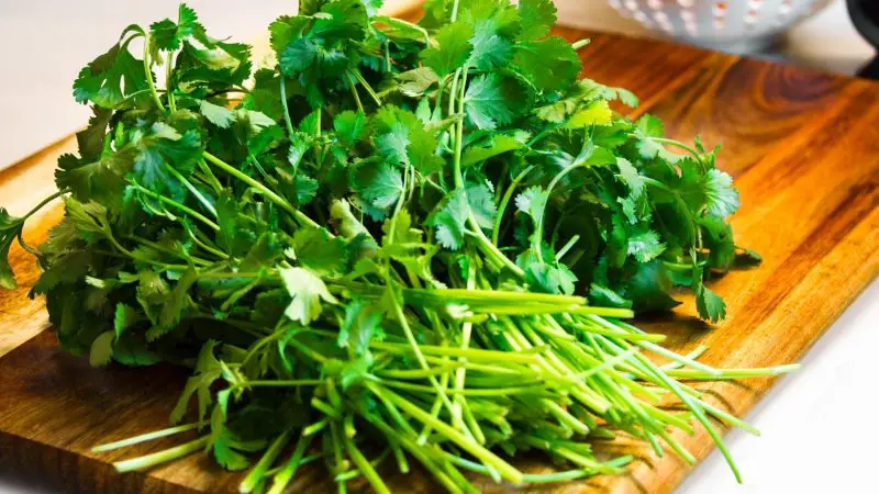 Serving Size and Frequency of Cilantro for Guinea Pigs