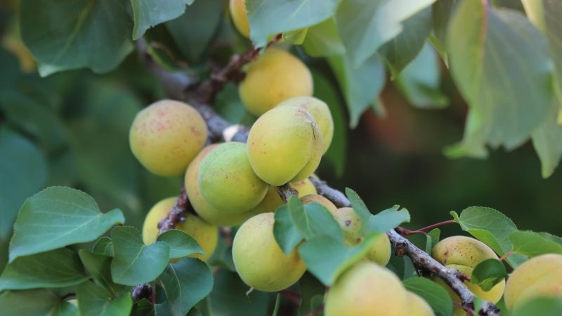 Should I Feed My Guinea Pig Apricots That Have Not Ripened