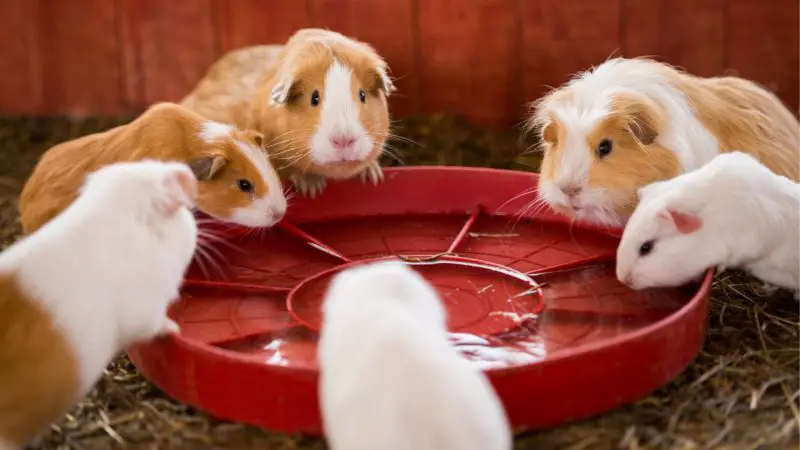 Should You Use Water Bottle or a Water Bowl for Guinea Pigs