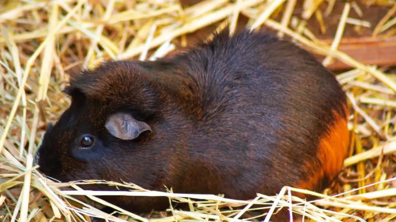 Things About Guinea Pigs and Toilets That You Have to Know