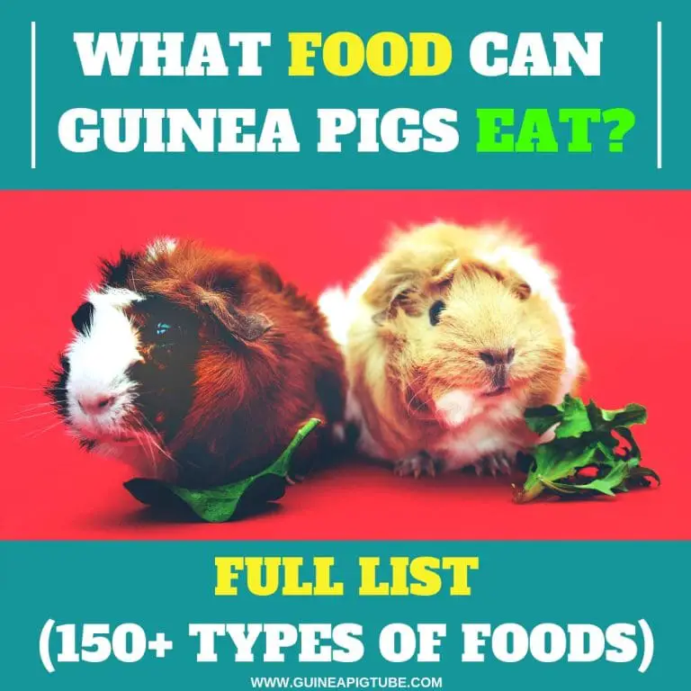 which vegetables can guinea pigs eat