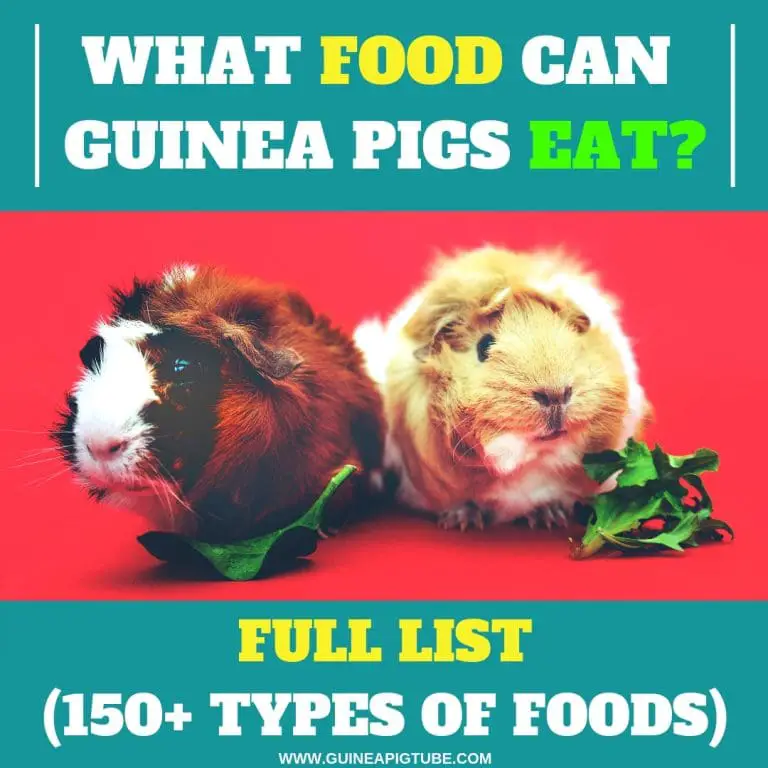 what fresh fruits and vegetables can guinea pigs eat