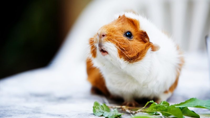 What If Your Guinea Pig Refuses to Eat