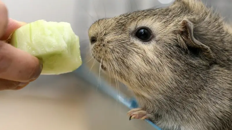 What are the best treats for training guinea pigs