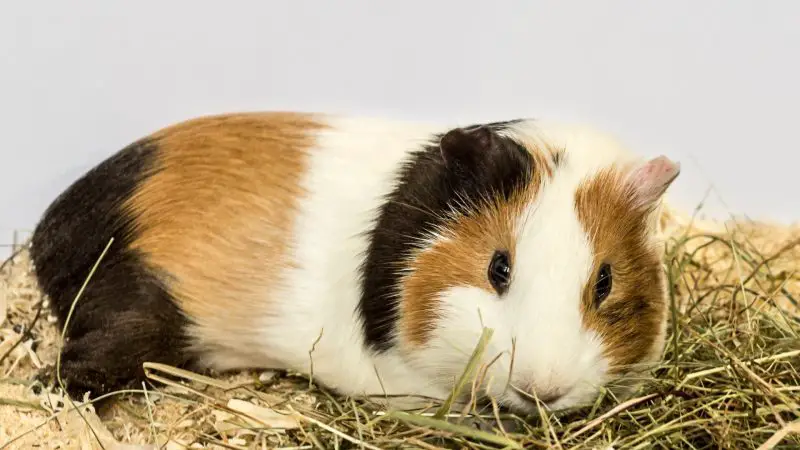 Where Can We Store Out Hay