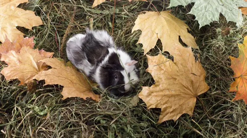 Why Is Hay Important for Guinea Pigs