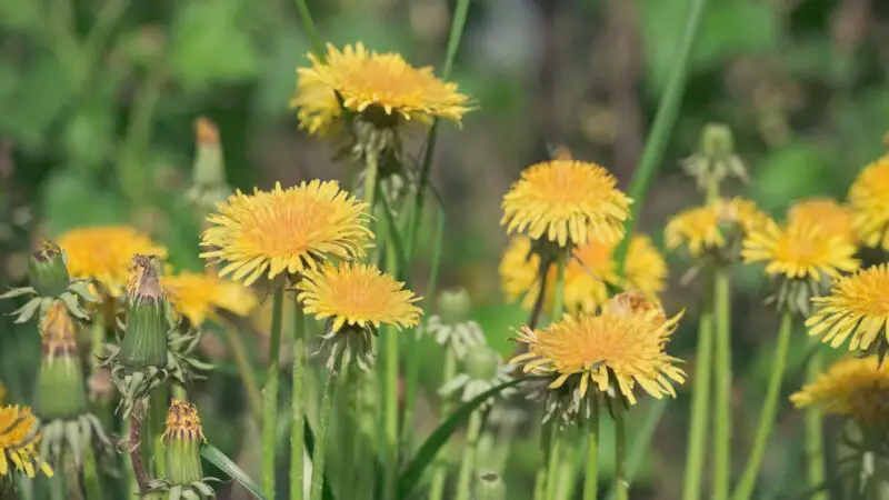 Are Dandelion Flowers Bad for Guinea Pigs