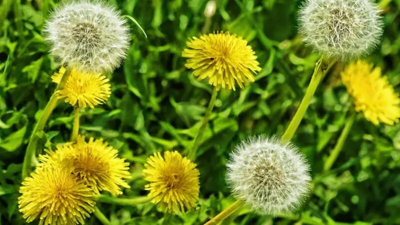 Are Dandelion Flowers Good for Guinea Pigs