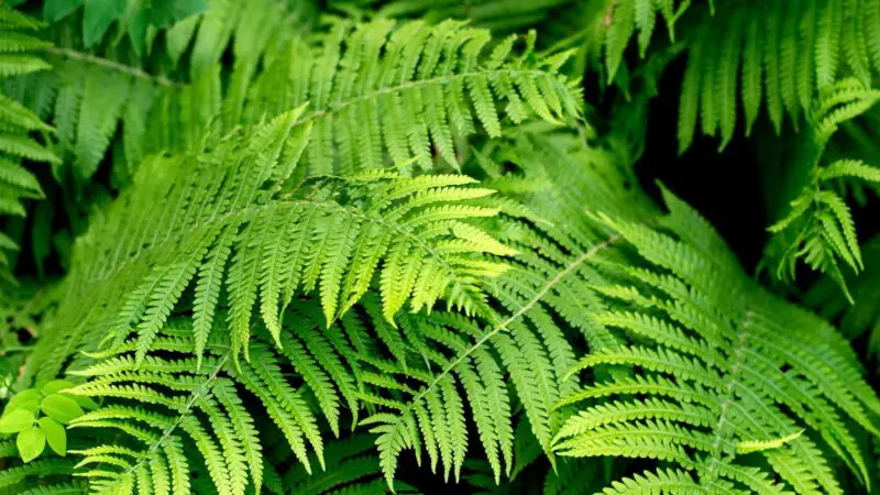 Are Ferns Good for Guinea Pigs