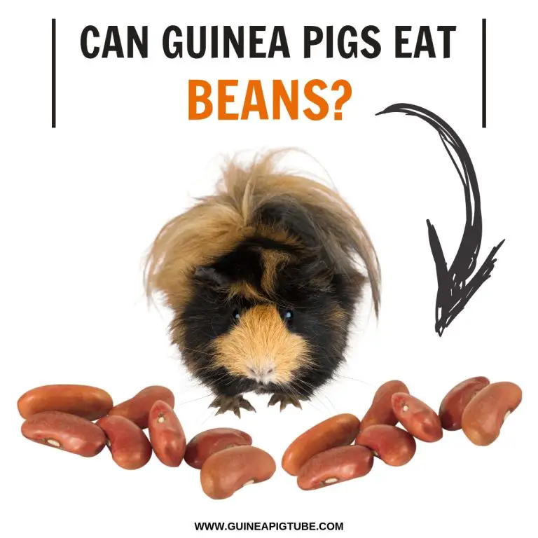 Can Guinea Pigs Eat Beans? Guinea Pig Tube