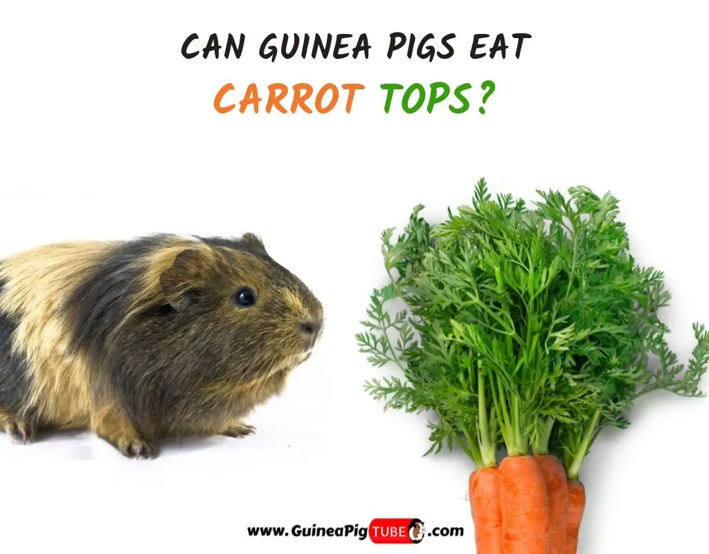 Illustration of Carrot Tops Safety For Guinea Pigs