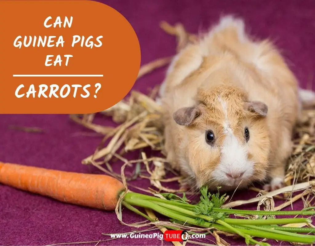 Can Guinea Pigs Eat Carrots? (Benefits, Risks, Serving Size & More