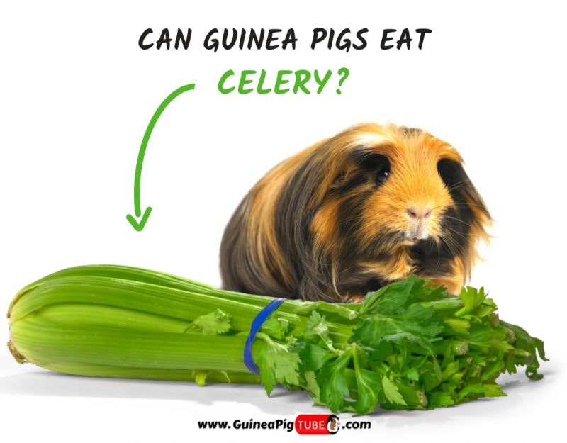 Can Guinea Pigs Eat Celery (Benefits, Risks, Serving Size & More)