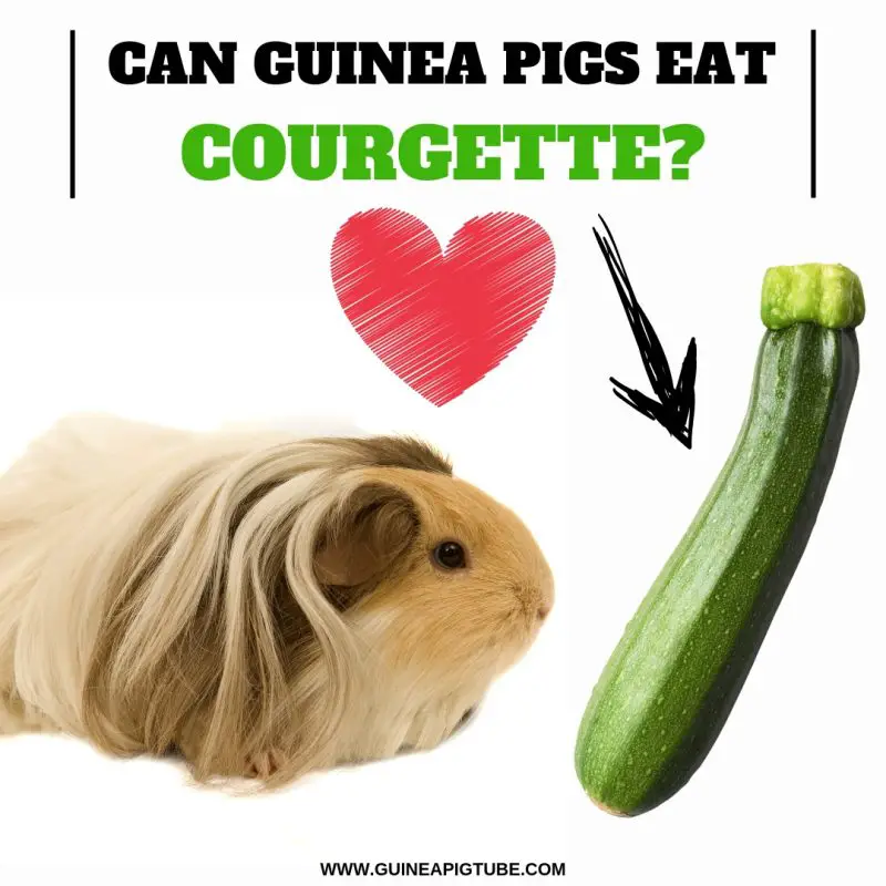 Can Guinea Pigs Eat Courgette. 