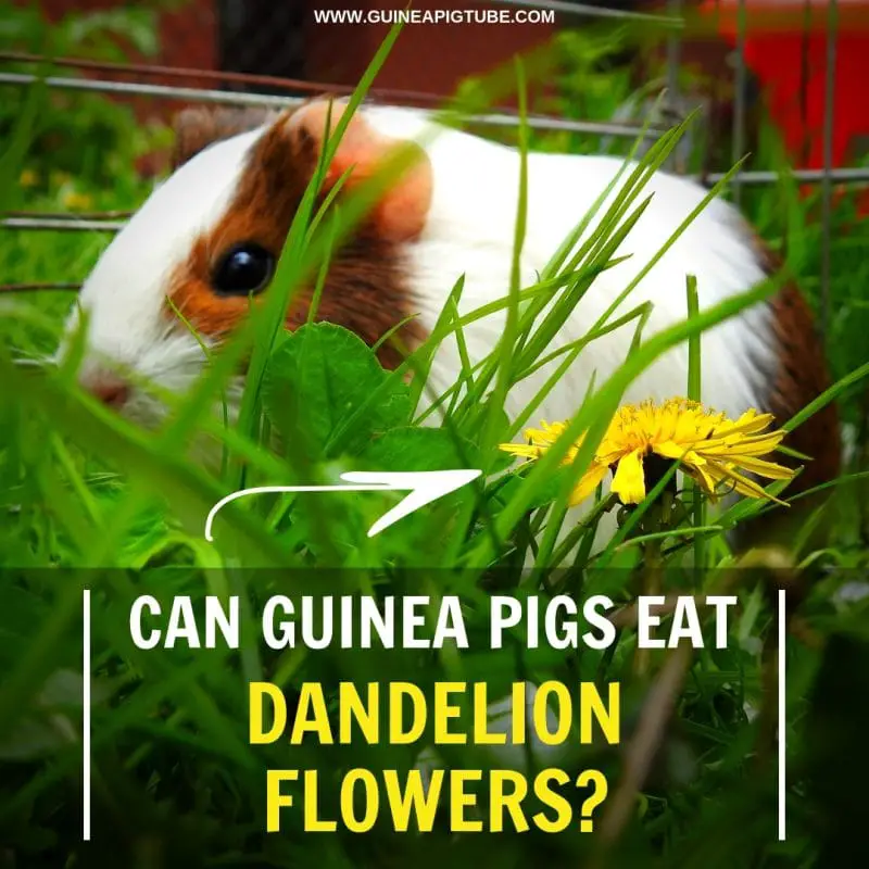 Can Guinea Pigs Eat Dandelion Flowers