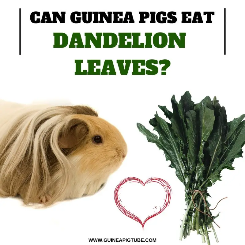 can guinea pigs eat dandelion